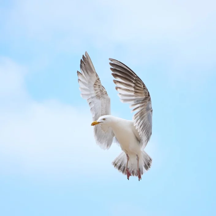 C - Oiseaux 50