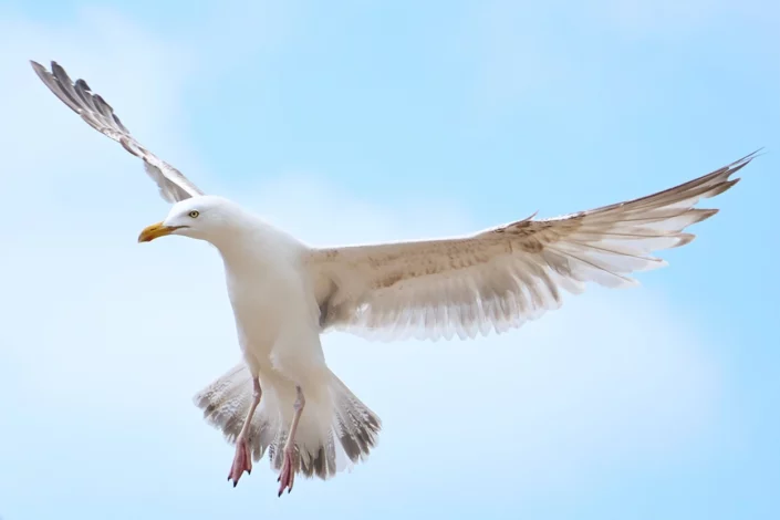 C - Oiseaux 49