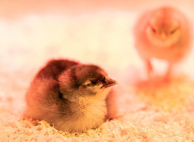 Les poussins de Calevoet